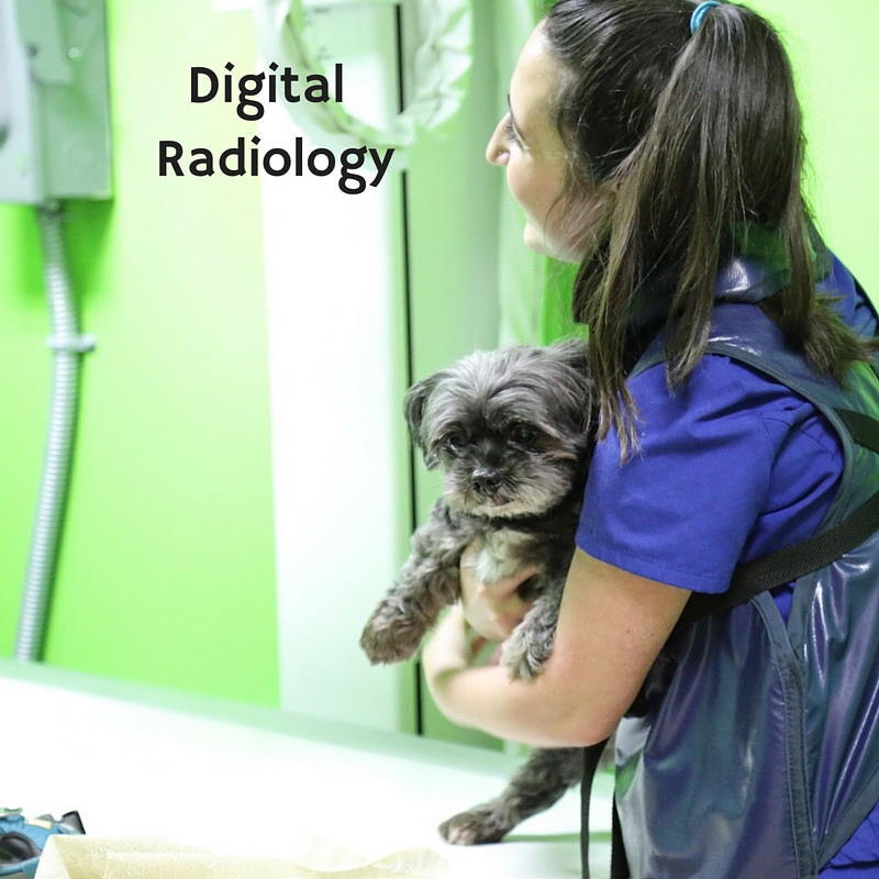 X-ray, digital radiology cat and dog