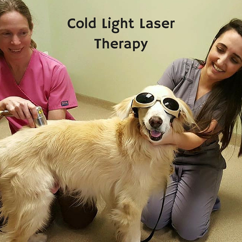 Cold Light Laser therapy for cats, dogs, pets