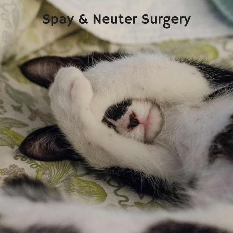 Dog and cat spay and neuter surgery