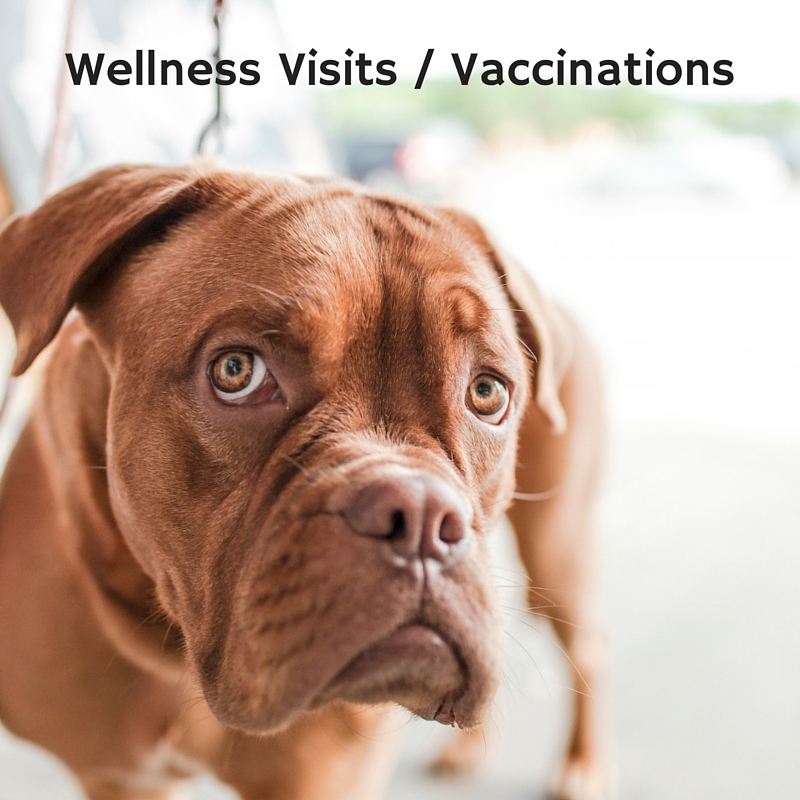 Dog and cat vaccinations, wellness veterinary visits
