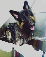 Dog bathing, grooming