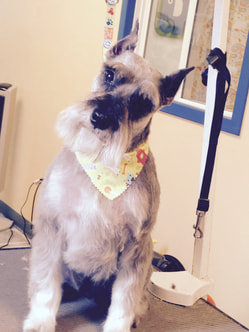 Dog grooming, best groomer in Wake Forest, NC